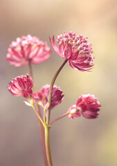 Różowe kwiaty Jarzmianki na jasnym tle © mycatherina