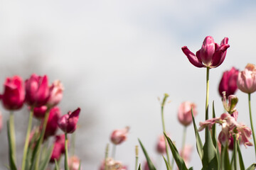 Pink Tulips in a Sunlit Field in Spring, Blurred Cloudy Blue Sky Background