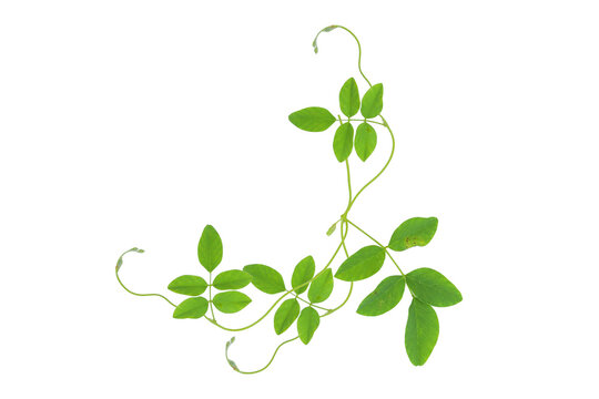 Clitoria ternatea leaves on a white background. Isolated butterfly pea vine with green foliage and delicate tendrils