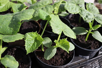 green leaves of cucumber seedlings in disposable pots before planting