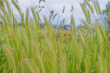 Obraz premium herbes et graminées dans le vent