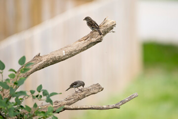 Fototapeta premium Female house sparrows perching on separate branches of a lilac tree in an Iowa backyard on a spring evening. 