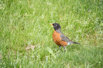 American robin on the grass, side view