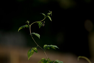Purple nightshade vine curving upwards isolated on a dark background on a spring evening in Iowa. 