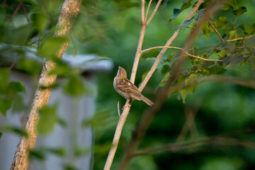Male house sparrow looking up. The sparrow is perched on a branch on a spring evening in Iowa. 