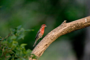 Side view of  a male house finch perching on a branch on a spring evening in Iowa. 
