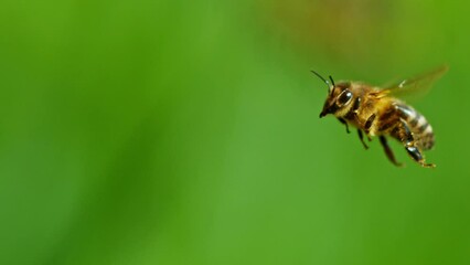 Super slow motion of bees flying, macro shot. Filmed on high speed cinema camera, 2000fps.