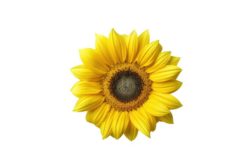 Sunflower bloom on transparent background. Generative Ai