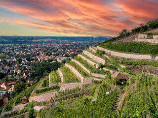 View of the vineyards in Saxony