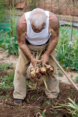 country man in his eighties plucking onions, wearing corduroy trousers with a tank top, grey hair...