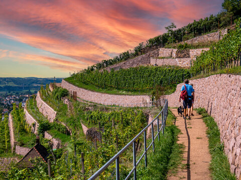 Hiking in the Saxon vineyards near Radebeul