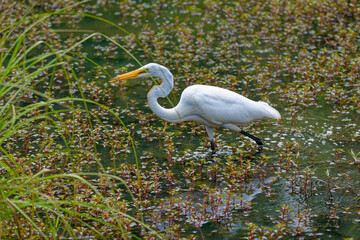 Great egret in the wetlands