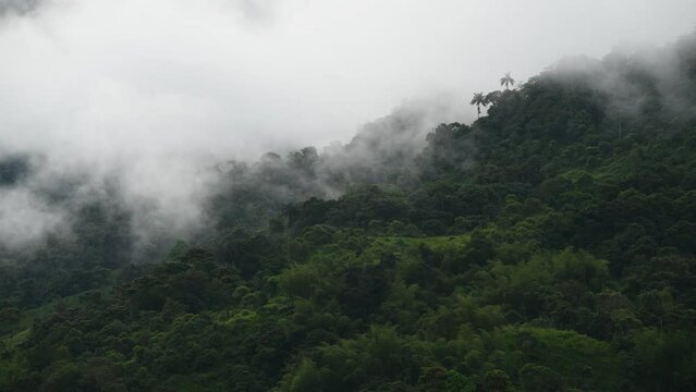 Mindo cloud forest time lapse with creation of clouds and motion of fog and mist, Ecuador.