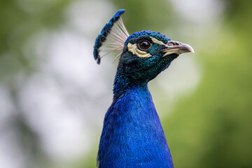 Portrait of indian peafowl

