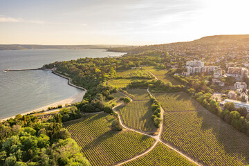 Fototapeta na wymiar vineyards on the coast at sunset. Aerial view agriculture, wine growing. Vineyard near the sea. Euxinograd palace vineyards