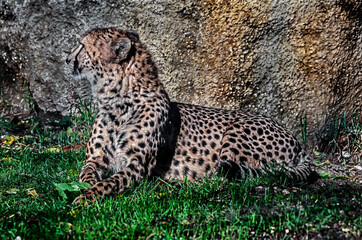 Cheetah on the lawn near the stone.Latin name - Acinonyx jubatus	
