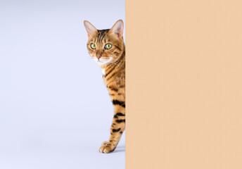 A Bengal cat peeks out from behind a wall against a pale blue background.