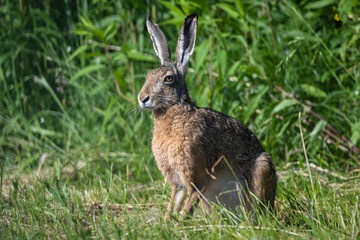 European hare
