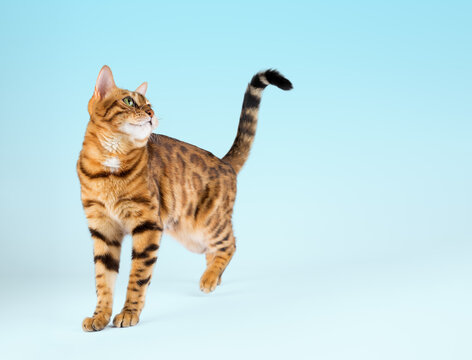 Bengal cat in a photo studio on a blue background.