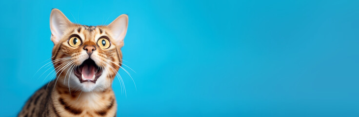 Funny Bengal Shorthair cat portrait looking shocked or surprised