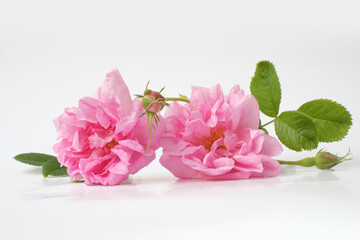 Rosa damascena. Damask rose. Oil-bearing rose. Bulgarian rose oil.	Organic. Rose water.