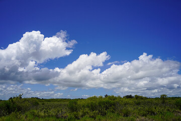 Obraz premium Blue sky and cumulus clouds over the Florida country side.