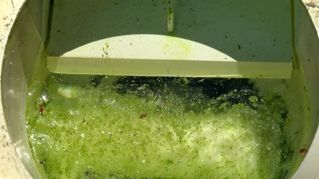 Skimmer filtering very dirty green algae water from a pool.