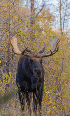 Bull Shiras Moose in Autumn in Wyoming