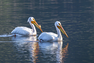 American White Pelicans (Pelecanus erythrorhynchos) in Spring