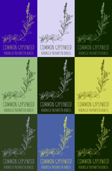 Set of vector drawing of HEATH SPEEDWELL  in various colors. Hand drawn illustration. Latin name VERONICA OFFICINALIS L.
