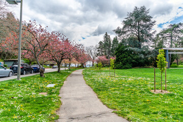 Seattle Park Cherry Trees 3
