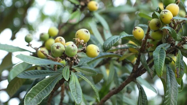 黄緑の実がついた木が揺れる動画　A video of a tree with yellow-green fruits swaying