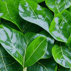 Green, Fiddle-Leaf Fig (Ficus lyrata) tropical houseplant belonging to the Moraceae Family