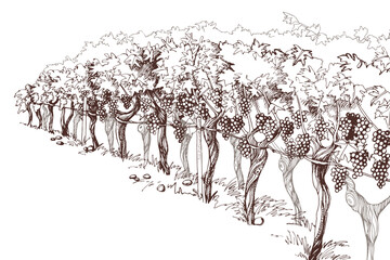 Monochrome sketch of a vineyard row landscape - 610378355