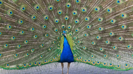 Obraz premium Peacock opening his feathers to scare off the passers-by.