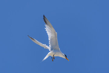 Royal tern. Sea bird flying. Seagull in the sky.