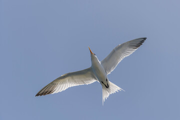 Royal tern. Sea bird flying. Seagull in the sky.