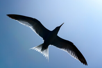 Royal tern. Sea bird flying. Seagull in the sky.