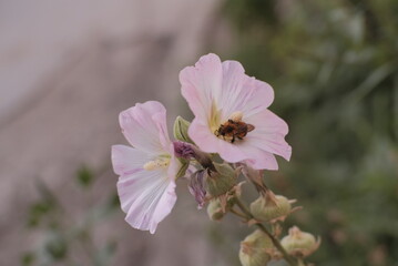 Obraz premium bee on pink flower