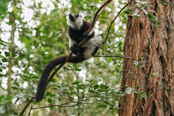 Black-and-white ruffed lemur - Varecia variegata - holding a tree, looking to side, blurred green forest background