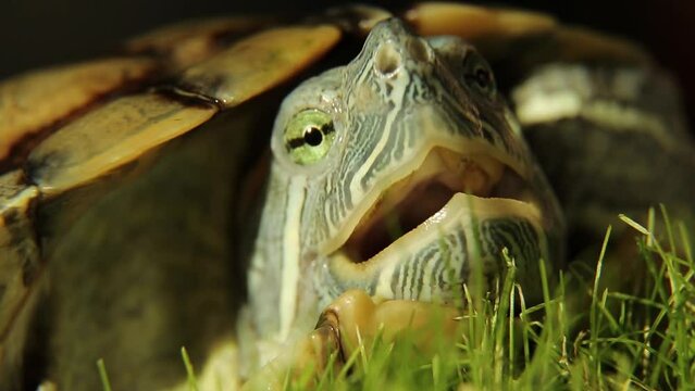 A turtle on the green grass opens its mouth. A close-up portrait of a reptile.