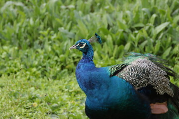 Fototapeta premium Pavo Real