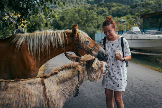 the girl traveler feeds the horses