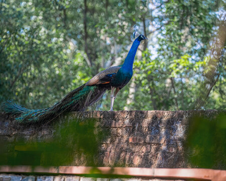 A Peacock roaming