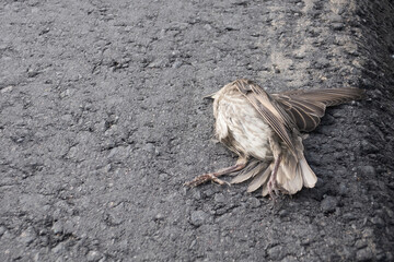 A bird hit by a car on the road, close-up