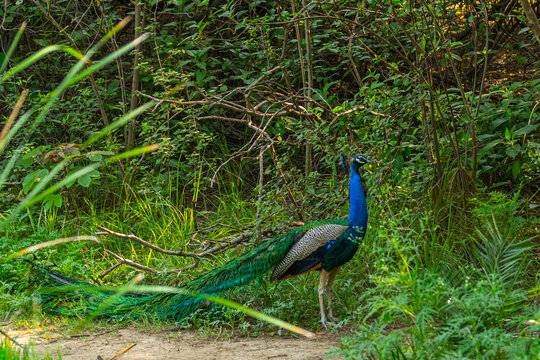 A Peacock running towards bushes