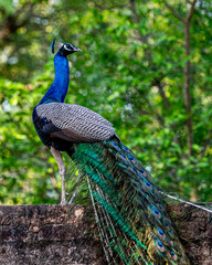 Naklejka premium A peacock sitting on a wall and looking back