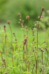 Seedheads of the small burnet (Sanguisorba minor).