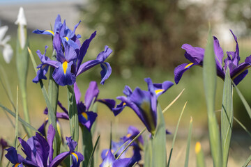 Dark purple dutch iris (Iris x hollandica).