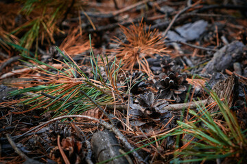 moss on the ground